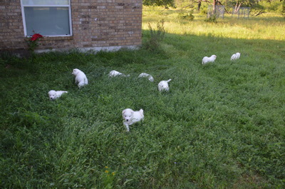 Our Samoyed garden. We're growing puppies! First time outside and they had a blast! (4/30/16)