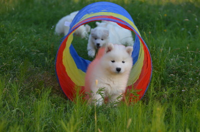 New tunnel is a lot of fun!