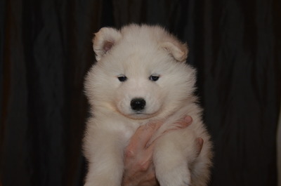 Orange boy at 6 weeks (5/4/16)