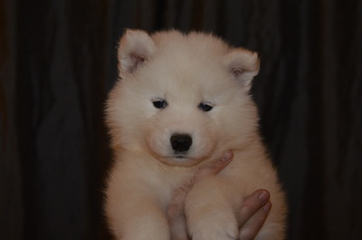 Yellow boy at 6 weeks (5/4/16)