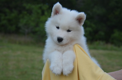 Yellow boy at 7 weeks old (5/10/16)