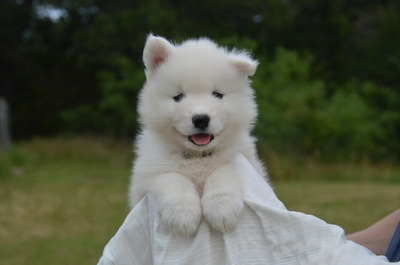 Solomon at 7 weeks old - we have an ear! (5/10/16)