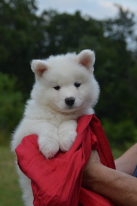 Matcha at 7 weeks old - both ears are up (5/10/16)