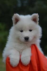 Orange boy at 7 weeks old - left ear is now up, too (5/10/16)
