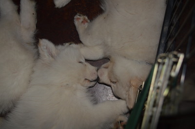 Puppy kisses (5/21/16)
