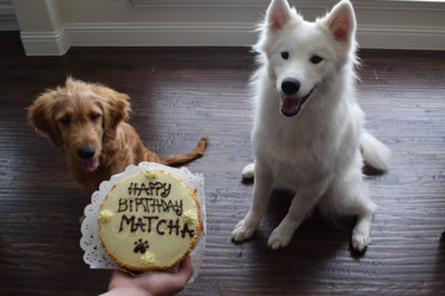 032517 Matcha & Paximus 01