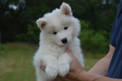Kanani at 7 weeks old (5/10/16)