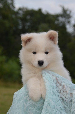 Hokulani at 7 weeks old (5/10/16)