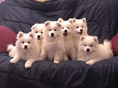 Nani's first litter born 9/27/01