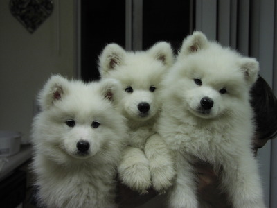 Nikki, Nohea & Ka'ana (11/29/01)