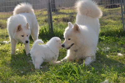 Hokulani (half sister), yellow boy and their dad, Keala (1/13/19)