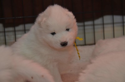 Yellow boy (1/3/19)
