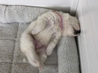 Noelani (12/29/18)