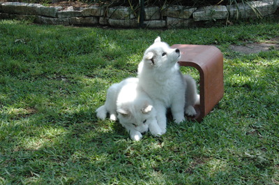 Roca & Riser at 8 weeks