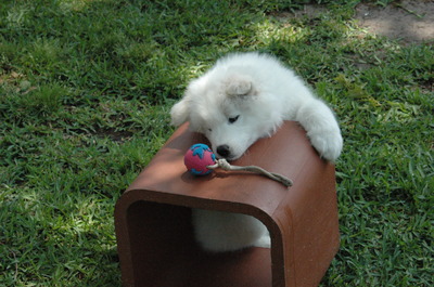 Riser slowly reaching for the toy (8 weeks old)