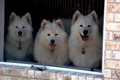 Nohea, Nani & Hoku